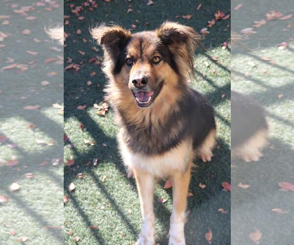 Medium Photo #17 Gerberian Shepsky Puppy For Sale in Rockwall, TX, USA