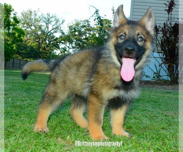 Medium Photo #1 German Shepherd Dog-Siberian Husky Mix Puppy For Sale in MULBERRY, FL, USA