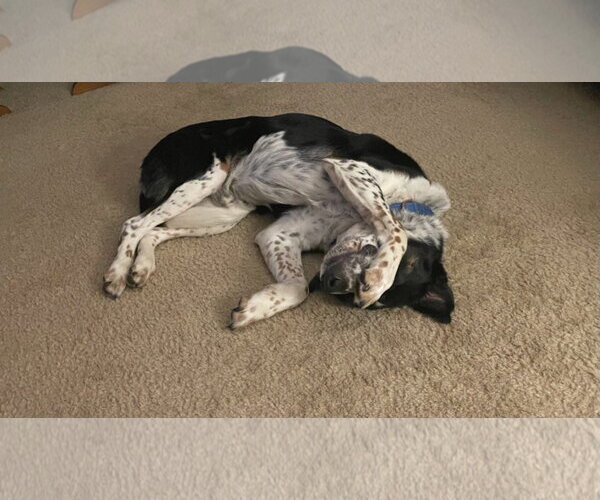 Medium Photo #4 Mutt Puppy For Sale in Alexander, AR, USA