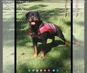 Father of the Rottweiler puppies born on 09/09/2022
