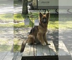 Small Photo #28 German Shepherd Dog Puppy For Sale in LA FAYETTE, NY, USA