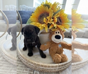 Medium Cane Corso