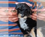 Small #3 Bernedoodle (Miniature)