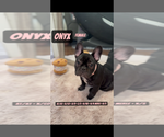 Small #3 French Bulldog