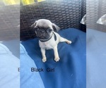 Puppy Girl black Pug