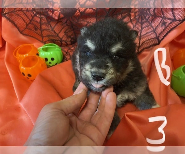 Medium Photo #2 Alaskan Malamute Puppy For Sale in BASSETT, VA, USA