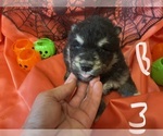 Small Photo #2 Alaskan Malamute Puppy For Sale in BASSETT, VA, USA