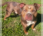 PEPE - Male Catahoula Leopard Dog-Unknown Mix Dog for Adoption - Small photo
