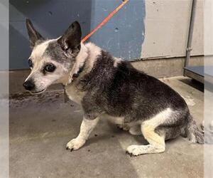 Chihuahua Dogs for adoption in Camarillo, CA, USA