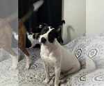 Small #3 Labrador Retriever Mix