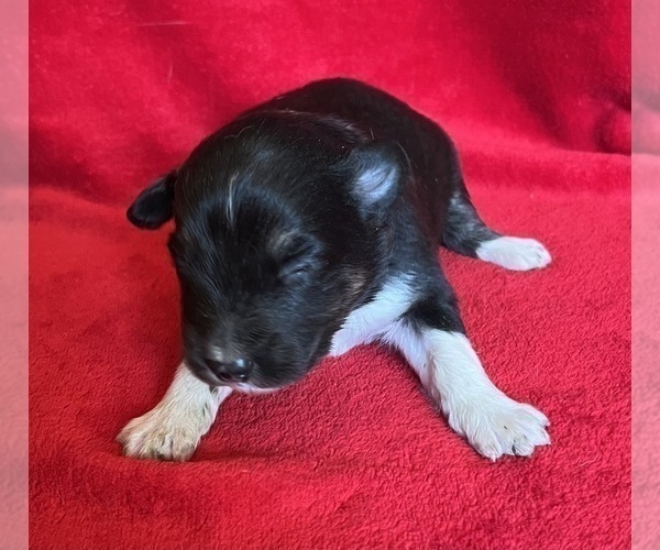 Medium Photo #5 Shel-Aussie Puppy For Sale in FORT MORGAN, CO, USA