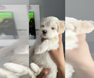 Maltese Puppy for sale in MELBOURNE, FL, USA