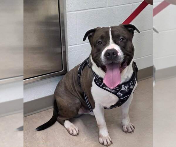 Medium Photo #1 American Pit Bull Terrier Puppy For Sale in Derwood, MD, USA