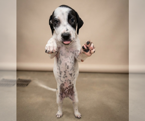 Labrador Retriever-Unknown Mix Dogs for adoption in Vail, AZ, USA