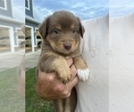 Small Photo #3 Australian Shepherd Puppy For Sale in ATHENS, AL, USA
