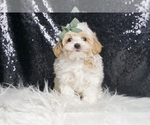 Small Photo #12 Maltipoo Puppy For Sale in WARSAW, IN, USA