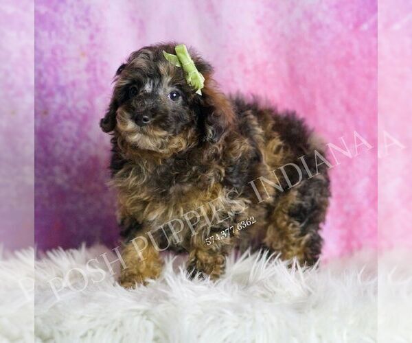 Medium Photo #63 Poodle (Toy) Puppy For Sale in WARSAW, IN, USA