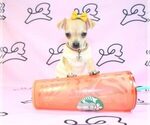 Small Photo #12 Chihuahua Puppy For Sale in LAS VEGAS, NV, USA