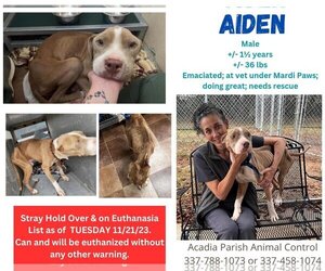 Mutt Dogs for adoption in New Orleans, LA, USA