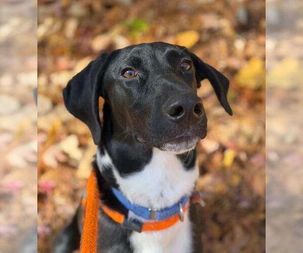 Medium Photo #10 Borador Puppy For Sale in Kennesaw, GA, USA