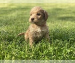 Small Photo #1 Irish Doodle Puppy For Sale in COLONIAL HEIGHTS, TN, USA