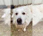 Small #7 Great Pyrenees