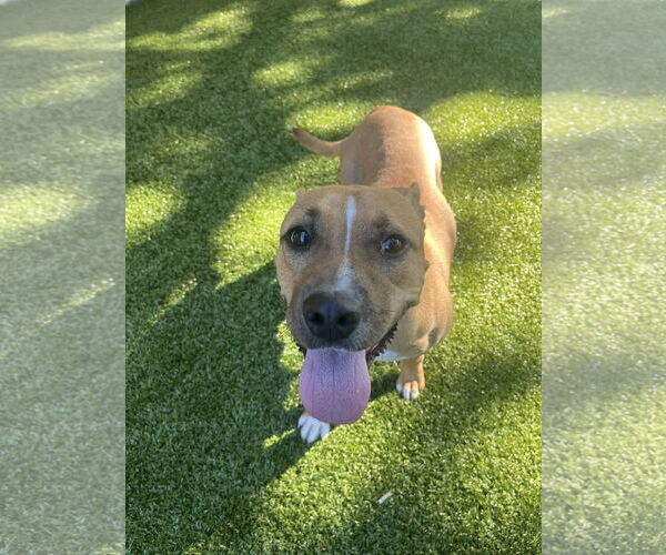 Medium Photo #3 Mutt Puppy For Sale in Hilton Head, SC, USA