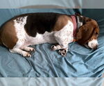 Small #3 Basset Hound