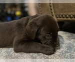 Small #5 Labrador Retriever