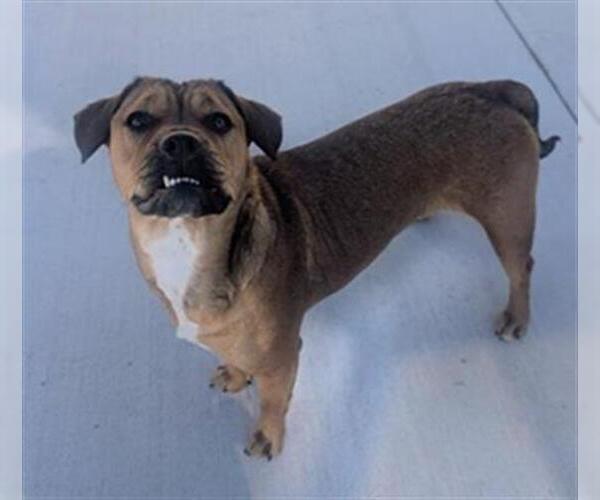 Medium Photo #2 Boxer-Unknown Mix Puppy For Sale in Redlands, CA, USA