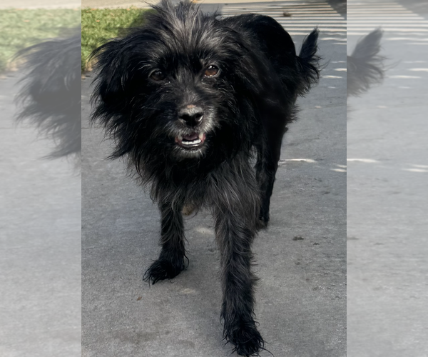 Medium Photo #3 Mutt Puppy For Sale in Newport Beach, CA, USA