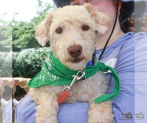Poodle (Standard)-Unknown Mix Dogs for adoption in Washington, DC, USA