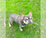 Small Photo #1 French Bulldog Puppy For Sale in CLACKAMAS, OR, USA