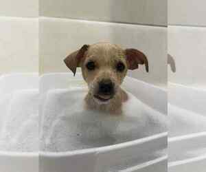 Chihuahua-Unknown Mix Dogs for adoption in Grafton, WI, USA