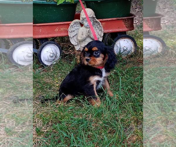 Medium Photo #3 Cavalier King Charles Spaniel Puppy For Sale in HOPKINSVILLE/PRINCETON, KY, NH, USA