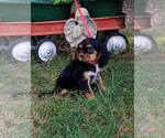 Small #2 Cavalier King Charles Spaniel