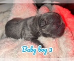 Small #2 French Bulldog