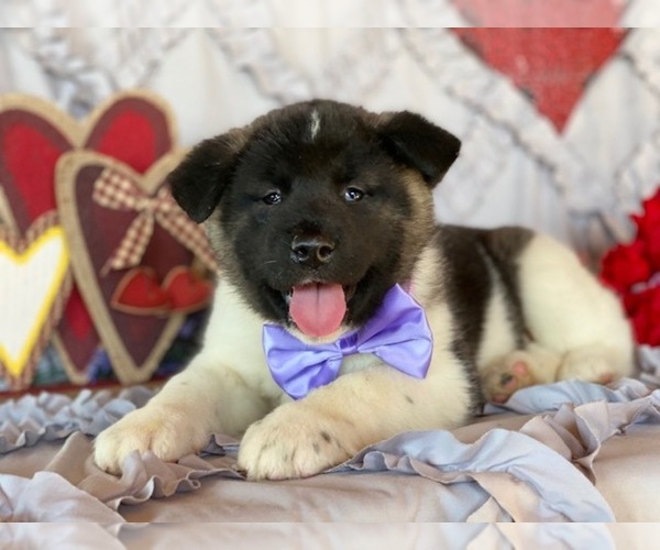 Medium Photo #2 Akita Puppy For Sale in LANCASTER, PA, USA