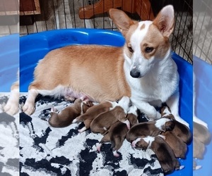 Pembroke Welsh Corgi Puppy for sale in BEULAVILLE, NC, USA