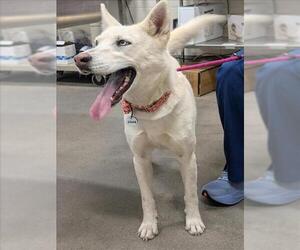 Siberian Husky Dogs for adoption in Forestville, MD, USA