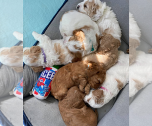 Cavapoo Puppy for sale in N CHESTERFLD, VA, USA