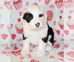 Small Photo #7 Sheepadoodle Puppy For Sale in ASPERMONT, TX, USA