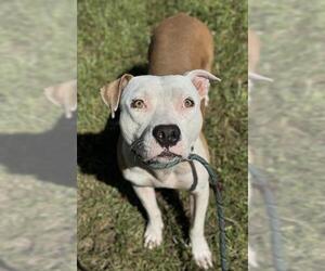 American Staffordshire Terrier Dogs for adoption in Fort Lauderdale, FL, USA