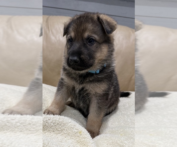 Medium Photo #10 German Shepherd Dog Puppy For Sale in BRIGHTON, CO, USA