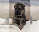 Small #9 German Shepherd Dog