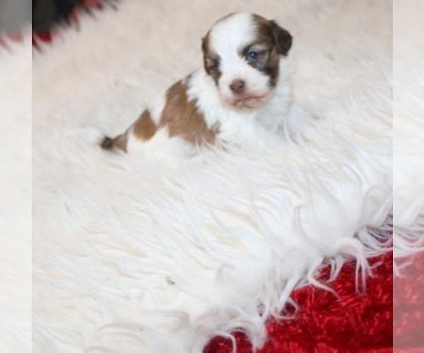 Medium Photo #1 Havashu Puppy For Sale in THAYER, KS, USA