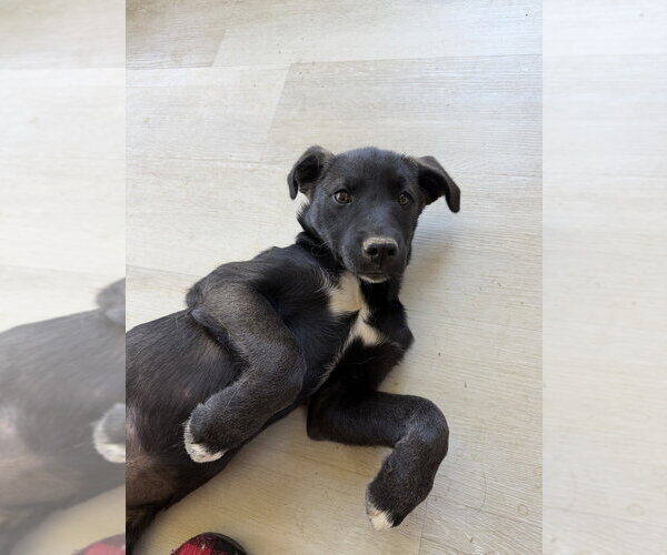 Medium Photo #2 Labsky Puppy For Sale in Springdale, PA, USA