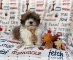 Small #7 Shih-Poo