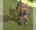 *LALA - Female American Staffordshire Terrier-Unknown Mix Dog for Adoption - Small photo