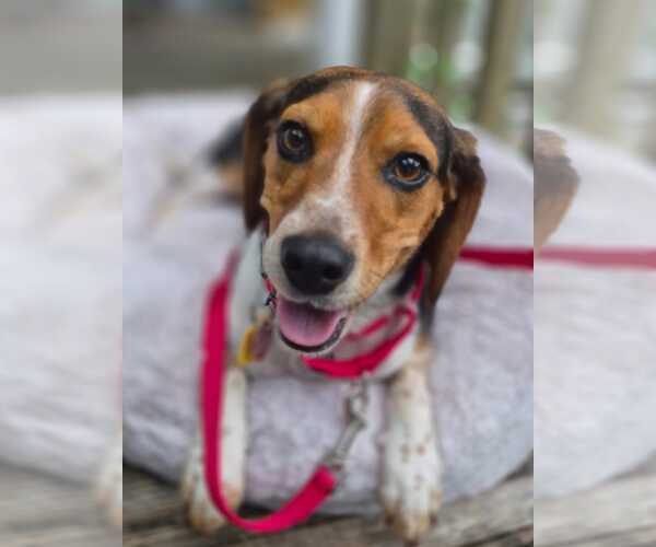 Medium Photo #3 Beagle Puppy For Sale in Dunnellon, FL, USA
